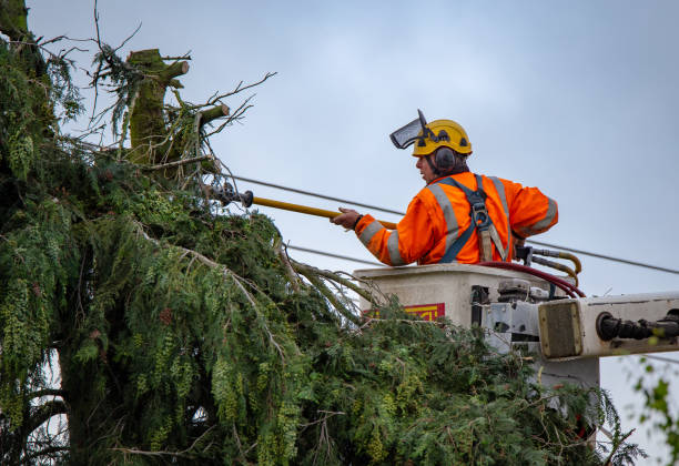 How Our Tree Care Process Works  in  Choctaw Lake, OH