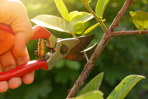 Trusted Choctaw Lake, OH Tree Removal Services Experts